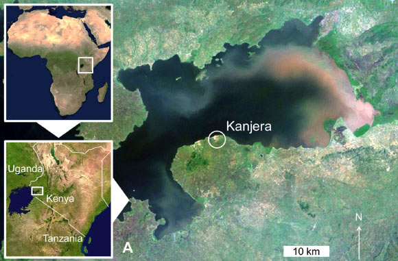 Location of the Kanjera South site along the modern shoreline of Lake Victoria, Kenya (Ferraro JV et al)