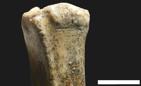 A small antelope leg bone with cut marks, indicative of early human butchery practices. Scale bar - 1 cm (Ferraro JV et al)
