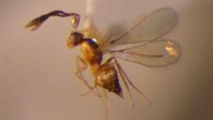Gonatocerus ucri, named after University of California Riverside (Entomology Research Museum, UC Riversde)