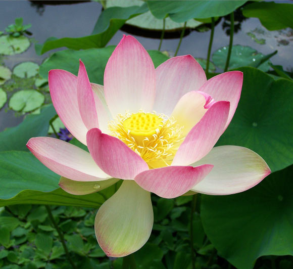 Flower of Nelumbo nucifera (T. Voekler / CC BY-SA 3.0)