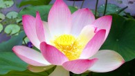 Flower of Nelumbo nucifera (T. Voekler / CC BY-SA 3.0)