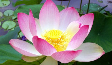 Flower of Nelumbo nucifera (T. Voekler / CC BY-SA 3.0)