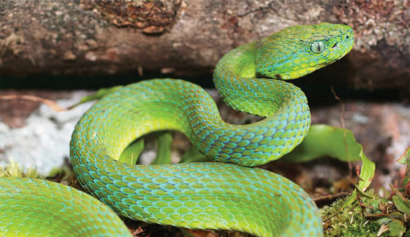 Male Bothriechis guifarroi, the newly discovered palm-pitviper from Honduras (Josiah H. Townsend)