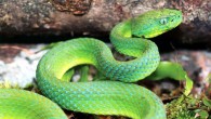Male Bothriechis guifarroi, the newly discovered palm-pitviper from Honduras (Josiah H. Townsend)