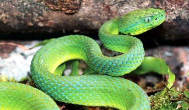 Male Bothriechis guifarroi, the newly discovered palm-pitviper from Honduras (Josiah H. Townsend)