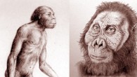 Reconstruction of Australopithecus africanus and Paranthropus robustus (John Gurche / Myartprints.com)