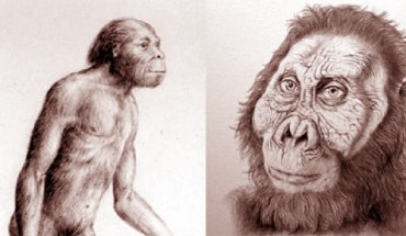 Reconstruction of Australopithecus africanus and Paranthropus robustus (John Gurche / Myartprints.com)
