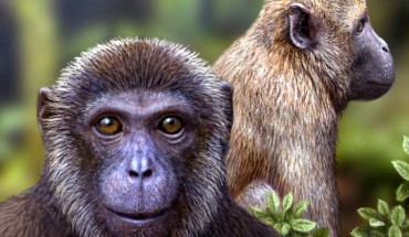 Artist’s impression of the newly discovered Rukwapithecus, front, and Nsungwepithecus, right (Mauricio Anton)
