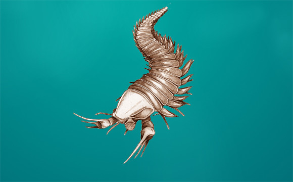 Reconstruction of Kootenichela deppi (Adapted from David Legg, 2013)