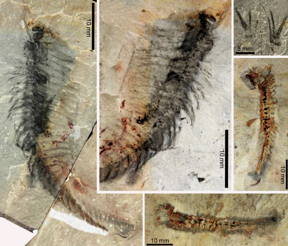 Specimens of Kootenichela deppi (David Legg, 2013)
