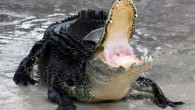 A captive American alligator in a defensive position (Ianaré Sévi / CC BY-SA 3.0)