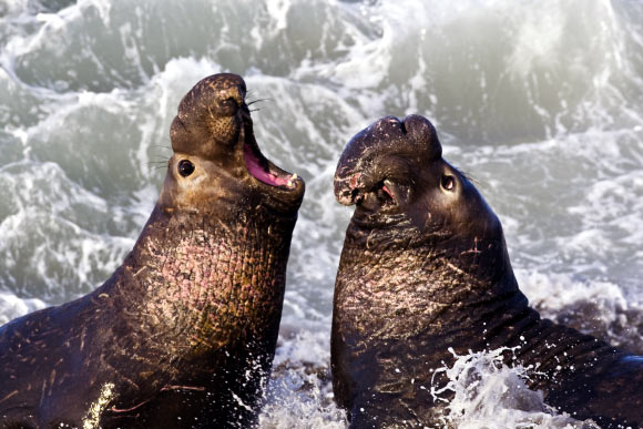 Northern Elephant Seals (Mike Baird / CC BY 2.0)