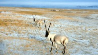 Tibetan antelope, or chiru, in the Chang Tang region of Tibet (George Schaller)