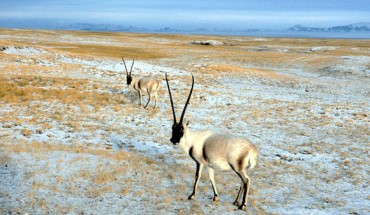 Tibetan antelope, or chiru, in the Chang Tang region of Tibet (George Schaller)