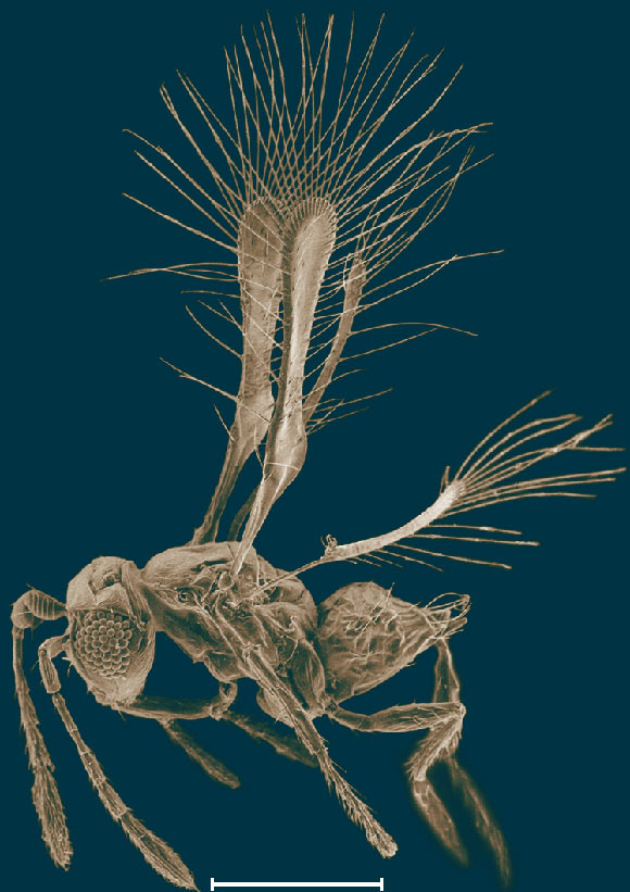 Micrograph of Tinkerbella nana magnifies the delicate fairyfly structure. Scale line - 100 μm (Jennifer Read / Natural Resources Canada)