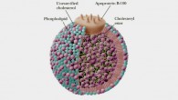 Structure of low density lipoprotein (Oregon State University)