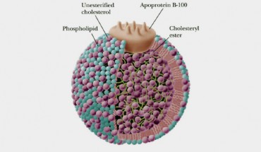 Structure of low density lipoprotein (Oregon State University)