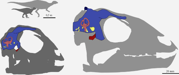 Reconstruction of the brain in the young and fully grown Dysalotosaurus lettowvorbecki (Stephan Lautenschlager / University of Bristol)