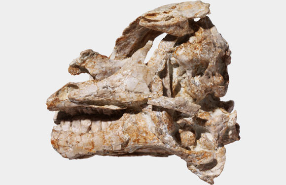 Fossil skull of the juvenile specimen of Dysalotosaurus lettowvorbecki (Tom Hübner / Niedersächsisches Landesmuseum Hannover)