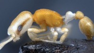This image shows the bizarre eye pattern of the new pirate ant Cardiocondyla pirata (Bernhard Seifert)