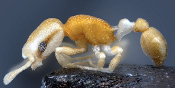 This image shows the bizarre eye pattern of the new pirate ant Cardiocondyla pirata (Bernhard Seifert)