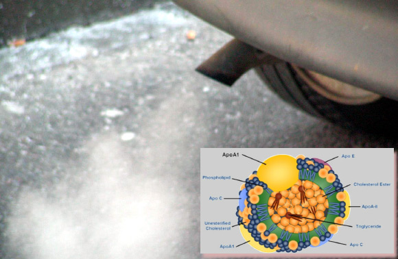 According to the new research, breathing motor vehicle emissions triggers a change in high-density lipoprotein, also known as the ‘good cholesterol.’ The inset shows structure of high-density lipoprotein (University of California Davis' Foods For Health Institute)