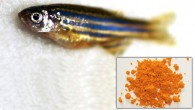According to the new study published in the FASEB Journal, riboflavin may mitigate the toxic effects of cyanide; the inset shows riboflavin powder (Fraser B et al / Patrícia R / CC BY-SA 3