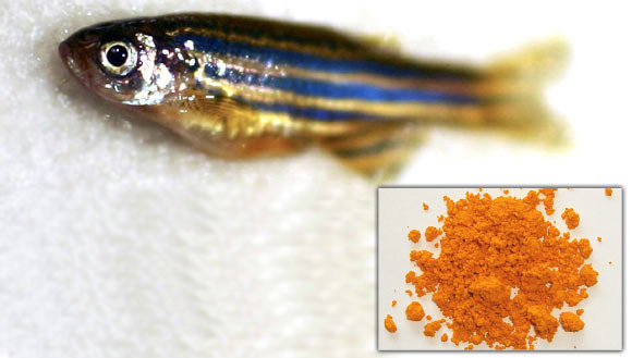 Zebrafish. The inset shows riboflavin powder (Fraser B et al / Patrícia R / CC BY-SA 3