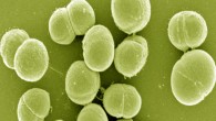 Planococcus halocryophilus OR1 (Nadia C S Mykytczuk et al, 2012)