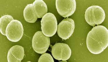 Planococcus halocryophilus OR1 (Nadia C S Mykytczuk et al, 2012)