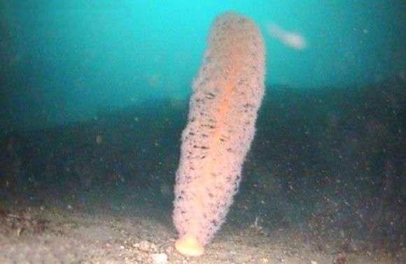 Funiculina sp. nov. (National Institute of Water and Atmospheric Research)