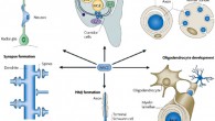 Roles of Neuregulin 1 in neural development. NRG1 is released from neurons to promote the formation and maintenance of radial glial cells. Tangential migration of γ-aminobutyric acid-ergic interneurons requires NRG1 in the cortical region. Myelination and ensheathment of peripheral nerves are controlled by the amounts of NRG1 produced in substrate axons. NRG1 from axons might regulate oligodendrocyte development and myelination of axons in the CNS. NRG1 is also necessary for the formation of neuromuscular junctions - NMJs. NRG1 stimulates CNS synapse formation (Lin Mei & Wen-Cheng Xiong, 2008)