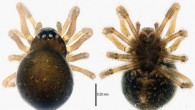 Mysmena wawuensis, female (Lin Y / Li S)