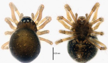 Mysmena wawuensis, female (Lin Y / Li S)