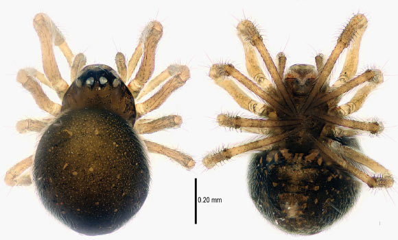 Mysmena wawuensis, female (Lin Y / Li S)