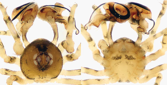 Trogloneta yuensis, male (Lin Y / Li S)