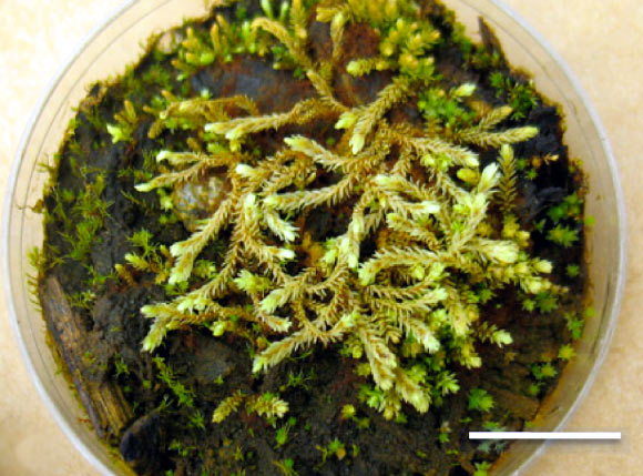 Lab cultures of Little Ice Age bryophytes: the turgid aulacomnium moss Aulacomnium turgidum with the moss Distichium capillaceum and Ptychostomum sp. Scale bar - 15 mm (Catherine La Farge et al)