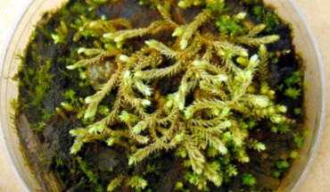 Lab cultures of Little Ice Age bryophytes: the turgid aulacomnium moss Aulacomnium turgidum with the moss Distichium capillaceum and Ptychostomum sp. Scale bar - 15 mm (Catherine La Farge et al)