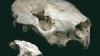 Skull of the newly discovered Litokoala dicksmithi and the larger skull of a modern koala (Karen H. Black et al)