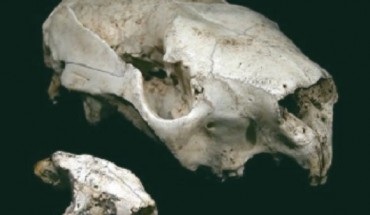 Skull of the newly discovered Litokoala dicksmithi and the larger skull of a modern koala (Karen H. Black et al)