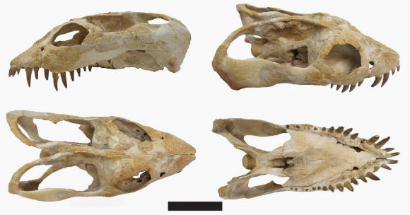 Reconstructed skull of Zarafasaura oceanis viewed in different aspects. Scale bar - 10 cm (© Lomax & Wahl, 2013; used with permission)