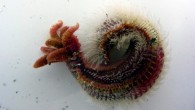 The Pompeii worm; scale bar – 1 cm (Ravaux J et al)
