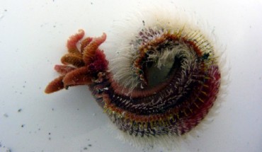 The Pompeii worm; scale bar – 1 cm (Ravaux J et al)