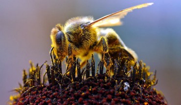 European honey bee collecting pollen (Jon Sullivan)