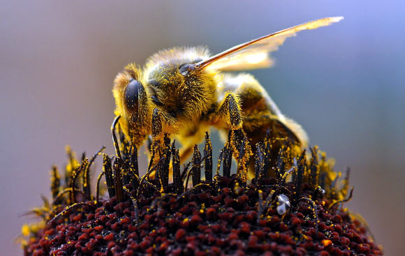 European honey bee collecting pollen (Jon Sullivan)