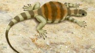 Life restoration of Eunotosaurus africanus (Smokeybjb / CC BY-SA 3.0)
