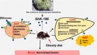 Representation of changes induced by ShK-186 therapy in the diet-induced obesity model; mice were fed an obesity-inducing diet of high fat and high fructose; BAT - brown adipose tissue, or brown fat; WAT - white adipose tissue. The upper image shows the sea anemone Stichodactyla helianthus (Sanjeev Kumar Upadhyay et al / James St. John)