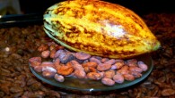 Genetic researchers have managed to identify genetic markers that can lead to higher yielding cocoa plants that still produce better tasting cocoa