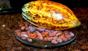 Genetic researchers have managed to identify genetic markers that can lead to higher yielding cocoa plants that still produce better tasting cocoa