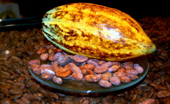 Genetic researchers have managed to identify genetic markers that can lead to higher yielding cocoa plants